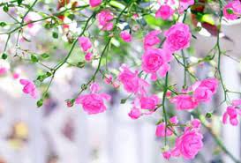 There is just something about being outside and in nature that's as always, these pictures are free to use under the cc0 license. Flowers And Nature Home Facebook