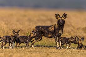 They have a mottled coat and are also known as painted they live in packs and are very social. African Wild Dog Facts Diet Behavior Habitat