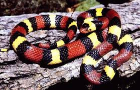 Black And Yellow Snake Georgia Poisonous King Snake Poisonous Snakes Snake Milk Snake