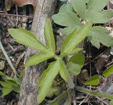 Image result for Ranunculus hispidus