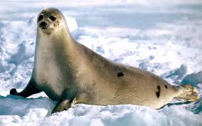 Big Seal Walking Through The Snow Animals Animal Behavior Animal Pictures