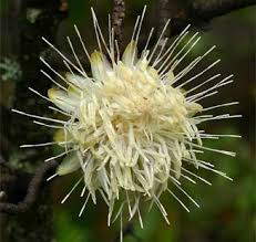 Image result for Protea gaguedi