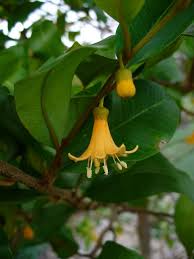 Image result for Hippocratea goetzei