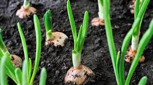 Demikianlah pembahasan tentang cara bertani bawang merah semoga dapat bermanfaat untuk anda. 6 Cara Budidaya Bawang Merah Di Rumah Hello Magetan