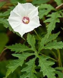 Image result for Xenostegia medium