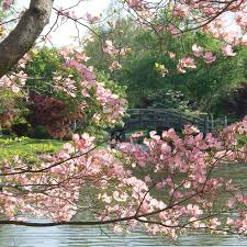 #bloomcam shows the pink and white blossoms ringing the tidal basin. Where To See Cherry Blossoms In The U S Besides D C Conde Nast Traveler