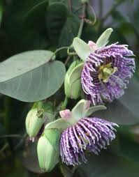 Image result for Passiflora ligularis