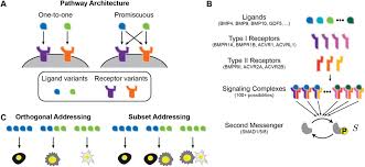 We did not find results for: Ligand Receptor Promiscuity Enables Cellular Addressing Biorxiv