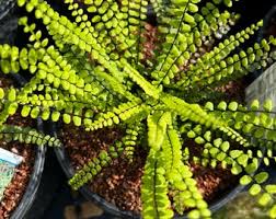 Image result for Asplenium cancellatum