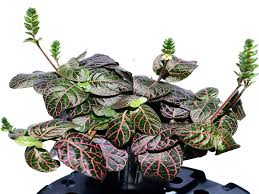 Image result for Wiesneria schweinfurthii