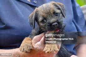 Image result for border teriér