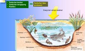 Demikian pembahasan tentang pengertian rantai makanan, jenis, struktur, contoh beserta dengan gambarnya. Lengkap Rantai Makanan Pengertian Komponen Jenis Contoh