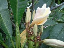Plumeria Looks Like A Seashell Plumeria Plants Flowers