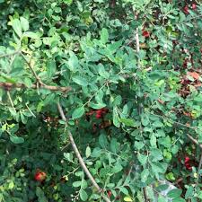 Image result for Phyllanthus reticulatus