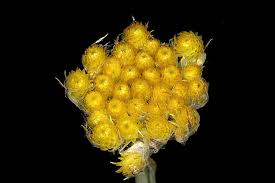 Image result for Helichrysum cephaloideum