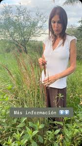 Image result for Sorghastrum stipoides
