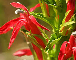 We are frequently asked what plants attract hummingbirds so if you'd like a list of the top plants to attract hummingbirds to your garden, we hope the list below will prove useful. Hummingbird Flowers For Michigan Berns Landscaping