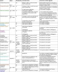 Image result for Grammitis cryptophlebia