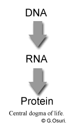 Quantitative traits refer to phenotypes (characteristics) that vary in degree and can be attributed to polygenic effects, that is, product of however, quantitative traits may also show differences where demographic separation is weak. The Dna Rna And Proteins