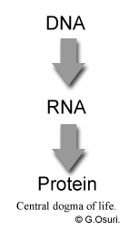 Genes code for proteins that shape characteristics at the cellular, tissue, and organism levels. The Dna Rna And Proteins