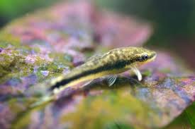 Pin On Fish Tank Stuff