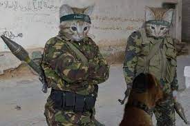 Funny Cats With Guns Funny Cats Cat Pics Super Cat