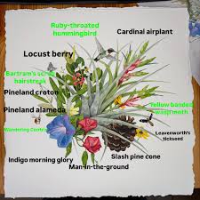 Image result for Croton polytrichus