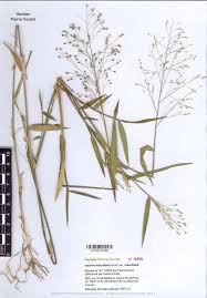 Image result for Isachne mauritiana