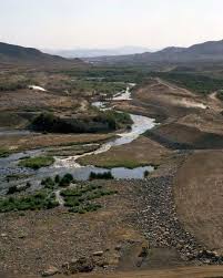 Image result for Leptochloa coerulescens