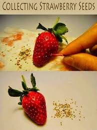 How To Collect And Prepare Strawberry Seed For Propagation The Garden Of Eaden Yes Strawberry Seed Growing Strawberries Plants