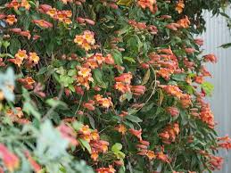 Image result for Bignoniaceae