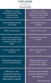 Difference Between Collagen And Elastin Definition Characteristics Function Comparison Medical Laboratory Science Medical School Studying Study Biology