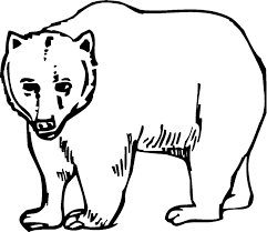 New coloring pages grizzly bear drawing step by anger. Grizzly Bear Coloring Page Animals Town Free Grizzly Bear Color Sheet