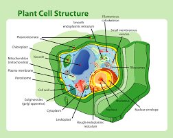 Maybe you would like to learn more about one of these? File Plant Cell Structure Png Wikipedia