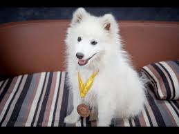 How Long Is A Japanese Spitz Pregnant For 2022 The Dog Visitor