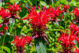 If there is something nearby they like better your plants are safe. 5 Best Herbs For Deer Resistance