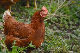 How To Reduce Risk Of Salmonella From Backyard Chickens Farm And Dairy Backyard Chicken Farming Chickens Backyard Egg Laying Chickens