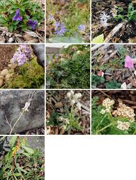 Image result for Ornithogalum flexuosum