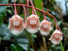 Dracula Orchid (Dracula simia ...