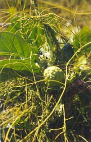 Image result for Cassytha filiformis