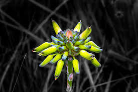 Image result for Argyrolobium macrophyllum