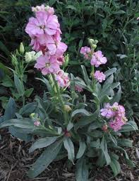 Image result for Matthiola