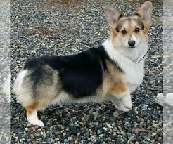 Find puppies for sale from a safe and secure source for over 15 years. View Breeder Profile Pembroke Welsh Corgi Dog Breeder Near California Jurupa Valley Usa Subs 111787