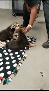 German shepherd puppies fascinated with gopro camera. German Shepherd Puppies Unable To Use Back Legs Found In Dumpster Pet Rescue Report