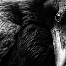 Black Bird With Black Beak And Black Eyes Republic Of You The Bowerbird Black Bird Crow Crows Ravens