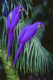 Purple Birds Papaganlar Rengarenk Kuslar Guzel Kuslar