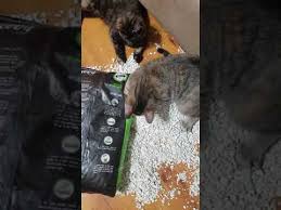 See the best & latest skoon cat litter coupon on iscoupon.com. Kittens Tore Open A Bag Of Skoon Cat Litter Youtube