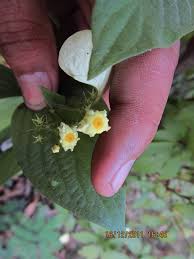 Image result for Pseudomussaenda