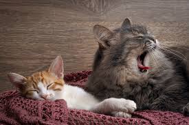 Portabella was not too keen on having a new furry playmate to contend with, so fleck turned to her colleagues at the american society for the prevention of cruelty to animals (aspca) for advice. Introducing Your Adult Cat To A New Kitten And The Best Cat Food For Both