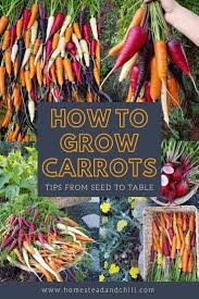 How To Grow Carrots Successfully From Seed To Table Homestead And Chill Organic Gardening Tips Growing Carrots Garden Soil